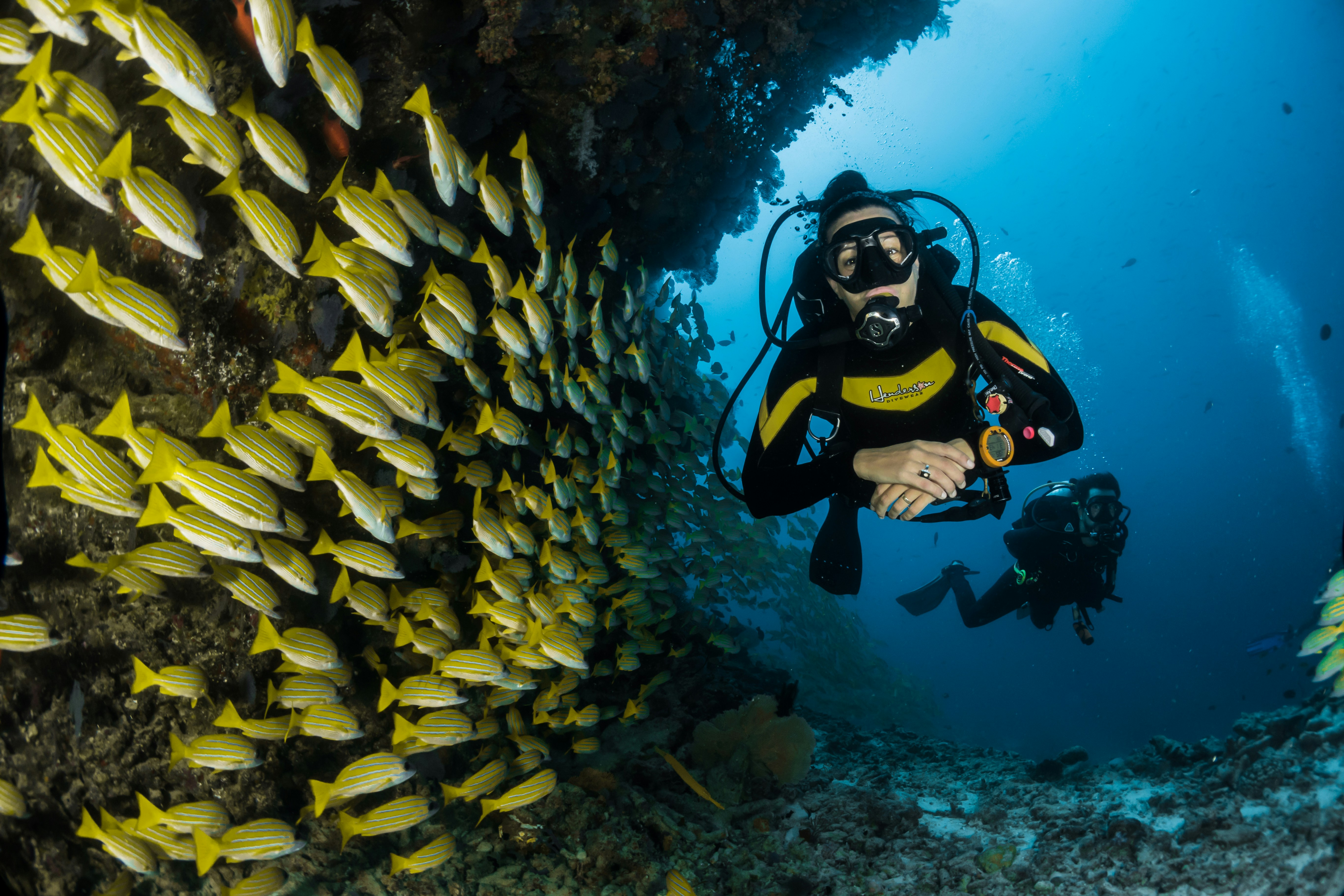 Equipos de buceo profesional y pesca submarina: Reguladores Scubapro y computadoras Shearwater