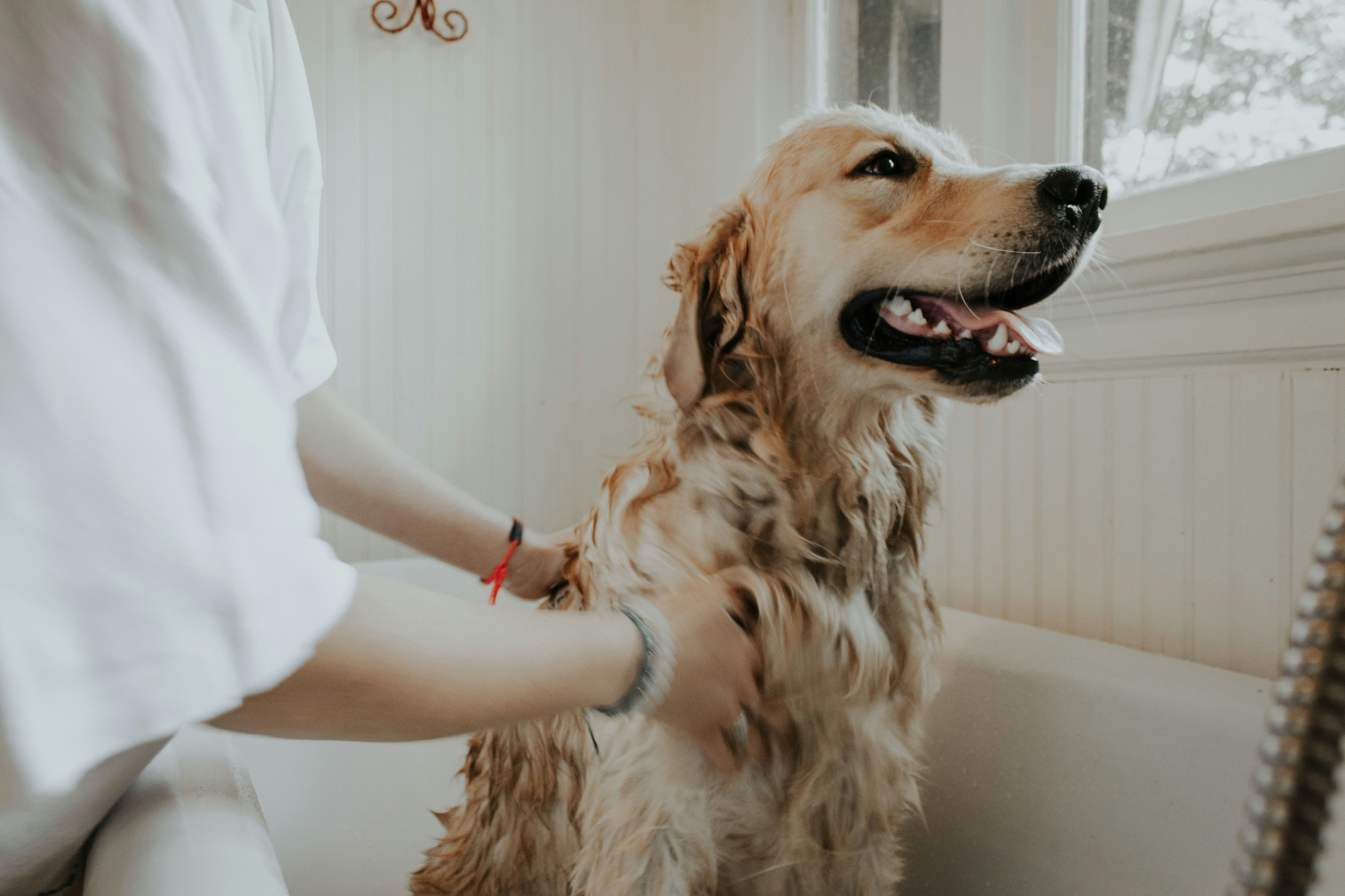Equipamiento profesional de peluquería canina y veterinaria: Turbosecadores y esquiladoras Andis