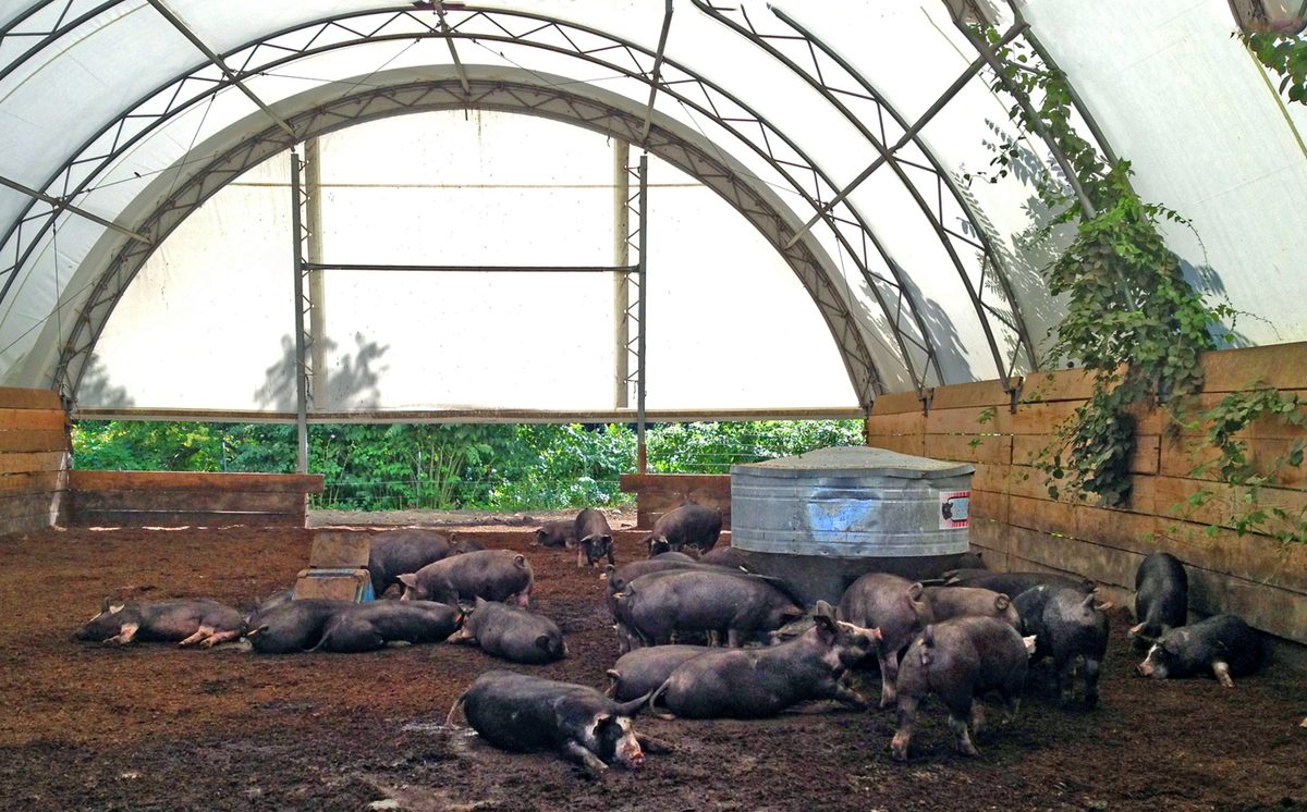 Equipos para porcicultura moderna: Comederos de acero inoxidable, bebederos tipo chupón y ventilación forzada